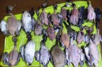 رییس اداره حفاظت محیط زیست شهرستان لنگرود از کشف لاشه ١٨ قطعه پرنده مهاجر از گونه های مختلف در این شهرستان خبر داد