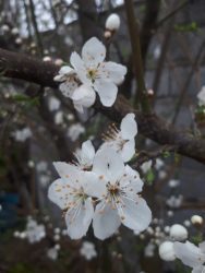 در روزهای پایانی سال انجام شد ؛ برگزاری جشنواره سمنو پزی و نوروزبران در روستای سیاهکوچه آستانه اشرفیه