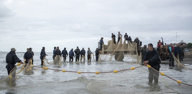 مدیرکل شیلات گیلان از برخورد قاطع با صیدهای غیر مجاز خبر داد