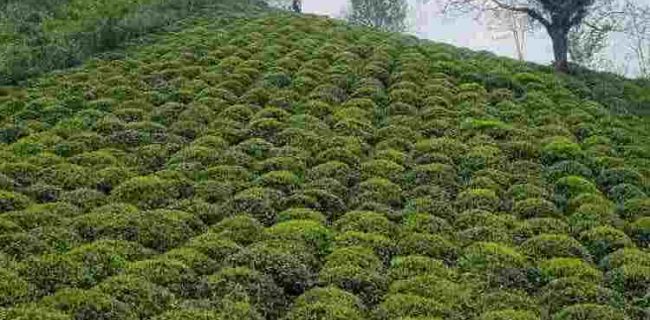 برگزاری جشنواره به مناسبت روز جهانی چای در حاشیه استخر جزیره لاهیجان