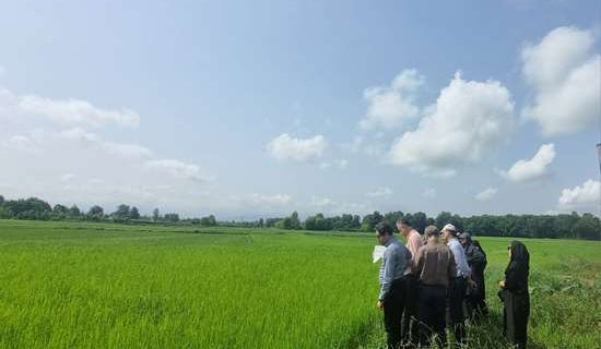 وضعیت شالیزارهای رشت ارزیابی می‌شود