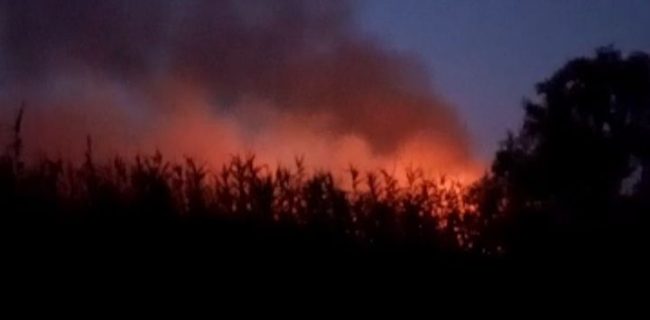 مهار آتش‌سوزی تالاب بین‌المللی انزلی در محدوده خمام