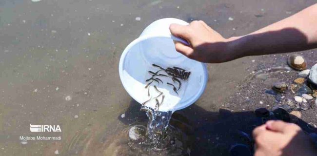 رشد ۶۵ درصدی صادرات محصولات شیلاتی گیلان طی امسال
