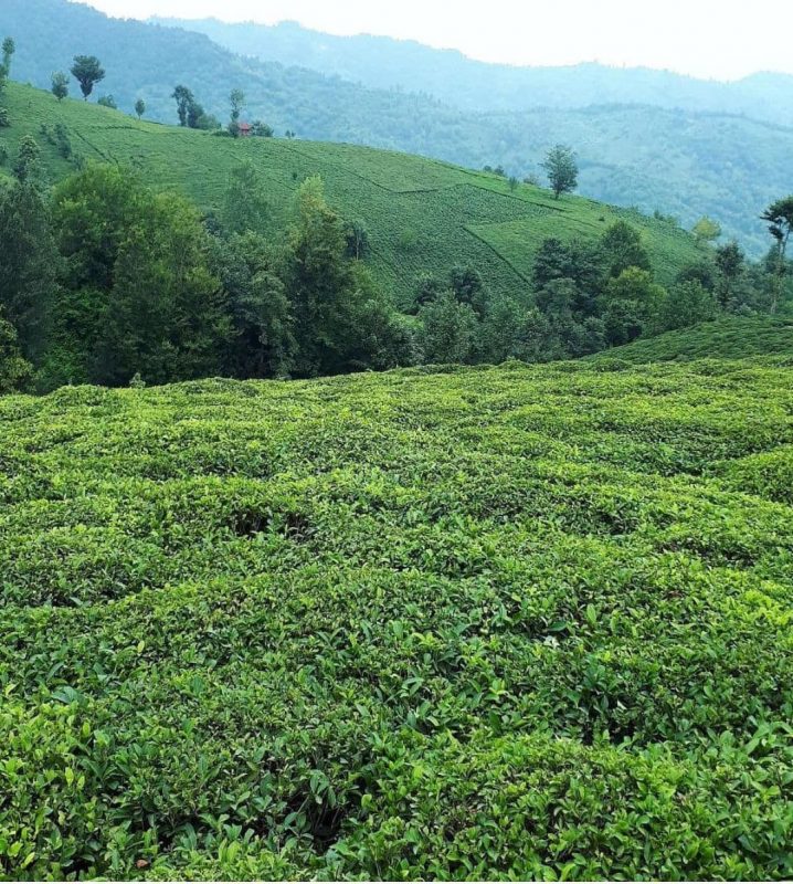 سقف پرداخت تسهیلات به چایکاران افزایش یافت