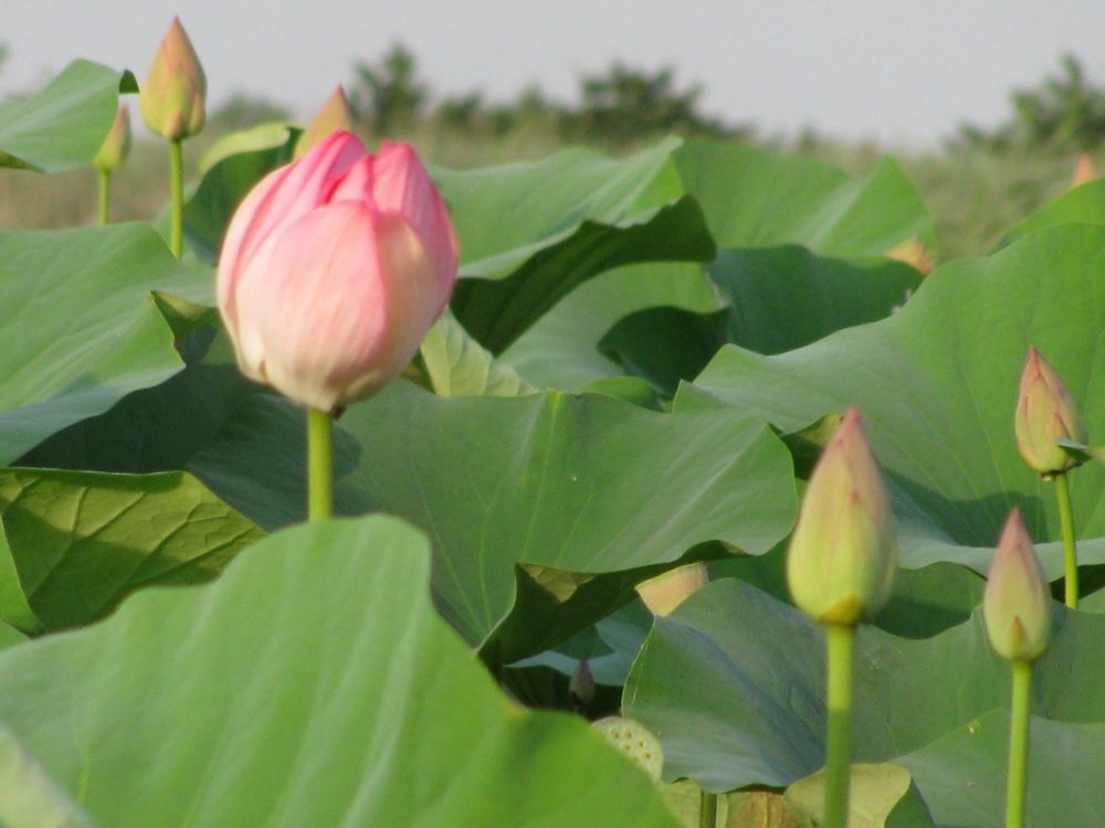 مدیرکل دفتر حفاظت و احیای تالاب‌ها : تالاب‌ها نوعی زیستگاه هستند و نمی‌توان مدیریت آن را به وزارت نیرو واگذار کرد