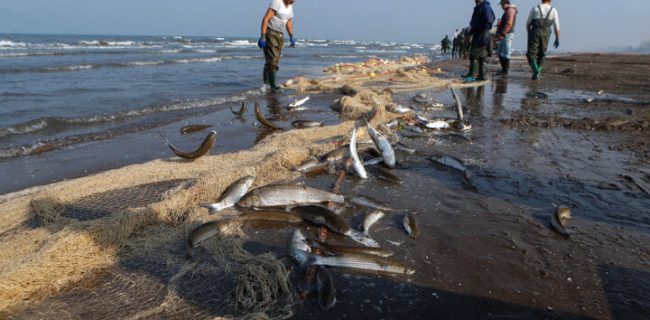 کوروش خلیلی مدیرکل شیلات گیلان تاکید کرد ؛   اگر بازسازی ذخایر را انجام ندهیم، در سه سال آینده شغل صیادی از بین می‌رود