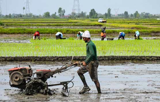 کاهش تغییر کاربری اراضی کشاورزی گیلان با واقعی تر شدن قیمت برنج