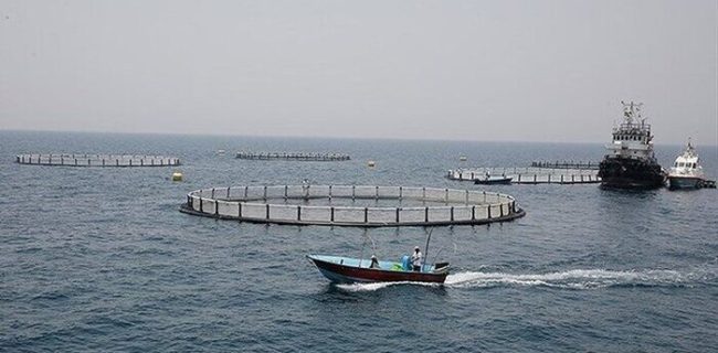 کوروش خلیلی ؛ شیلات گیلان توسعه سایت های کم‌عمق ساحلی تا رسیدن طرح به توسعه قفس های دریایی در نوار ساحلی جنوبی دریای خزر را از حویق تا چابکسر تحت پوشش قرار می دهد