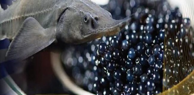 کوروش خلیلی  با اشاره به ظرفیت‌های شیلاتی گیلان، اظهار کرد: اقتصاد دریا محور در گیلان با تقویت و توسعه زیربناهای شیلات و آبزی پروری استان محقق می‌شود