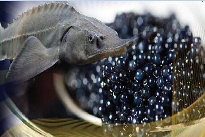 کوروش خلیلی  با اشاره به ظرفیت‌های شیلاتی گیلان، اظهار کرد: اقتصاد دریا محور در گیلان با تقویت و توسعه زیربناهای شیلات و آبزی پروری استان محقق می‌شود