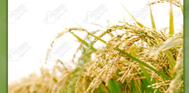 توصیه های فنی مدیر حفظ نباتات سازمان جهاد کشاورزی گیلان درباره بلاست برنج