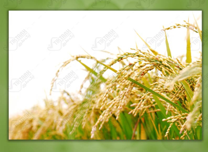 توصیه های فنی مدیر حفظ نباتات سازمان جهاد کشاورزی گیلان درباره بلاست برنج