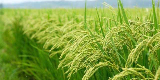 مهندس کوچکی نژاد ؛ فروش بی دغدغه محصول تولیدی برنج نیازمند توجه ویژه دولتمردان می باشد