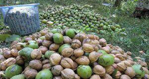 مدیر باغبانی سازمان جهاد کشاورزی گیلان از آغاز برداشت نوبرانه گردو از باغات گیلان خبر داد