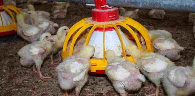 زندان لاهیجان در سال جدید با بهره‌برداری از یک دوره پرورش طیور ۴۵ روزه، موفق به تولید ۲۱ تن مرغ گوشتی و همچنین بیش از ۲ تن پرورش ماهی قزل آلا  شد