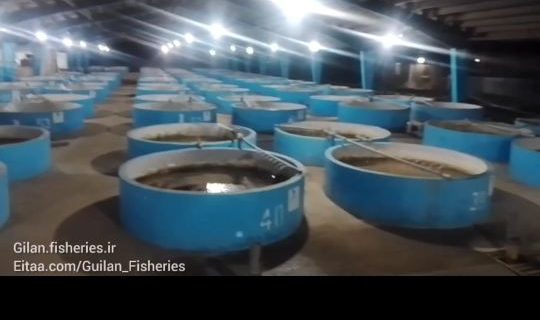 مدیر کل شیلات گیلان خبر داد ؛ آغاز به کار سایت ۴۰ تنی مولدین در سیاهکل