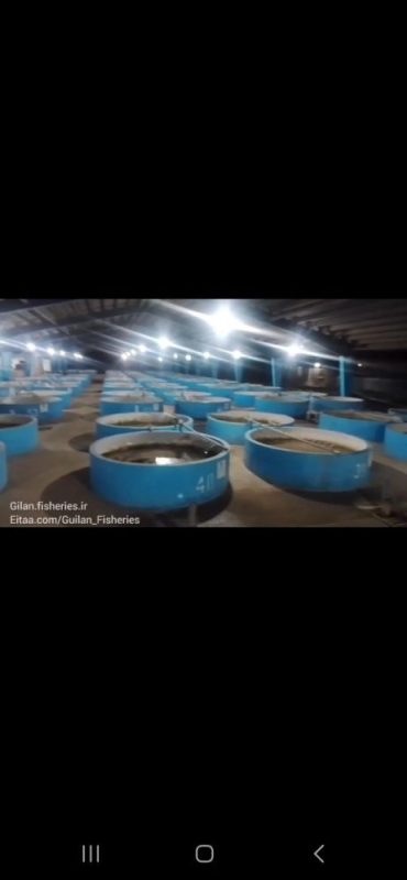 مدیر کل شیلات گیلان خبر داد ؛ آغاز به کار سایت ۴۰ تنی مولدین در سیاهکل