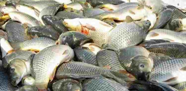 مدیرکل شیلات گیلان گفت: با تأمین «طرح کولی کالچر» (پرورش ماهی کولی در مزارع روستایی) برای توسعه آبزی‌پروری روستا پایه در استان شروع خواهد شد