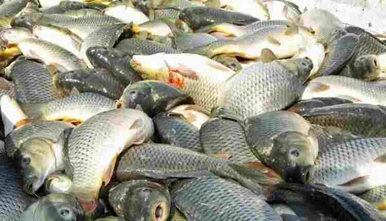 مدیرکل شیلات گیلان گفت: با تأمین «طرح کولی کالچر» (پرورش ماهی کولی در مزارع روستایی) برای توسعه آبزی‌پروری روستا پایه در استان شروع خواهد شد