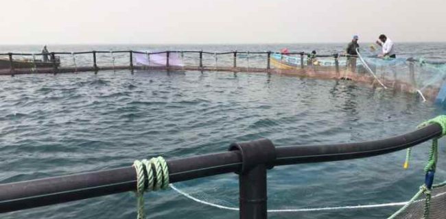 مدیر کل شیلات گیلان گفت؛ ۲۵۸ پروژه شیلاتی در گیلان در دست اجراست