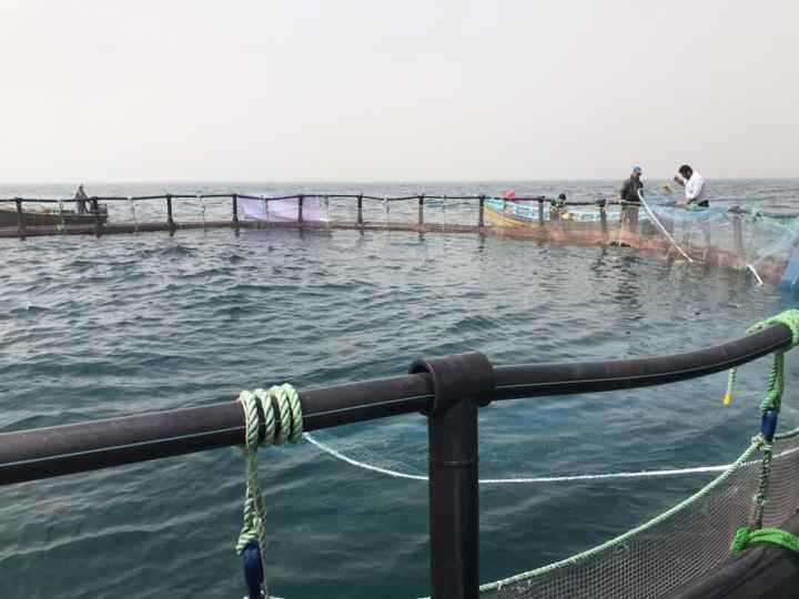 مدیر کل شیلات گیلان گفت؛ ۲۵۸ پروژه شیلاتی در گیلان در دست اجراست