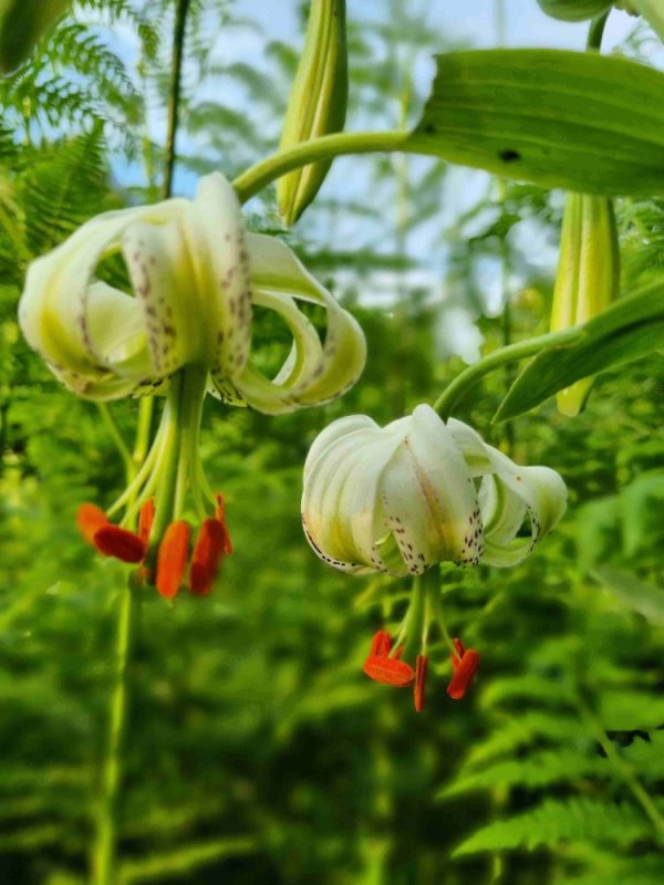رویش بیش از ۱۰۰۰ بوته گل کمیاب «سوسن چلچراغ» در داماش