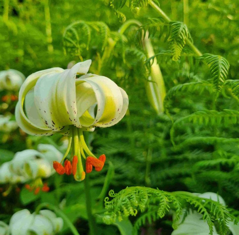  برگزاری جشنواره شکرانه سوسن چلچراغ: تجلیل از نیم قرن زیبایی طبیعت