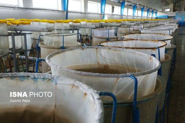 مدیرکل شیلات گیلان خبر داد؛ مشارکت پره‌های صیادی گیلان در بازسازی ذخائر ماهیان تجاری دریای خزر