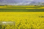 کشت کلزا در گیلان اقتصادی می شود