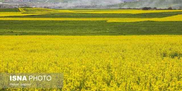 کشت کلزا در گیلان اقتصادی می شود
