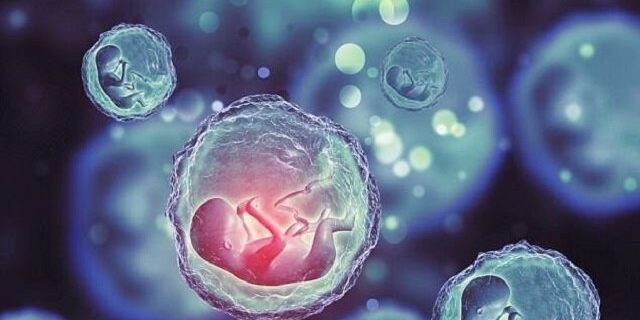 بررسی علمی و اخلاقی یک درمان جدید برای ناباروری/ سلول‌های بنیادی؛ امید تازه زوج‌های نابارور
