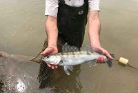 توسعه تکثیر ماهی سوف در گیلان با تکیه بر مراکز بازسازی ذخایر