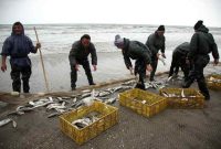 ۸۱۹ تن انواع ماهیان استخوانی در گیلان صید شد