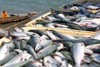 صید ماهیان استخوانی در گیلان ۱۶ درصد افزایش یافت