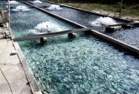 ۶۳۸ تن انواع ماهیان استخوانی در گیلان صید شد