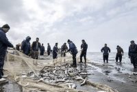 صید بیش از ۷۰۰ تن انواع ماهیان استخوانی از دریای خزر در گیلان