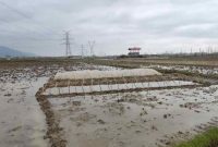 اولین خزانه‌گیری برنج در بخش مرکزی شهرستان رودسر آغاز شد