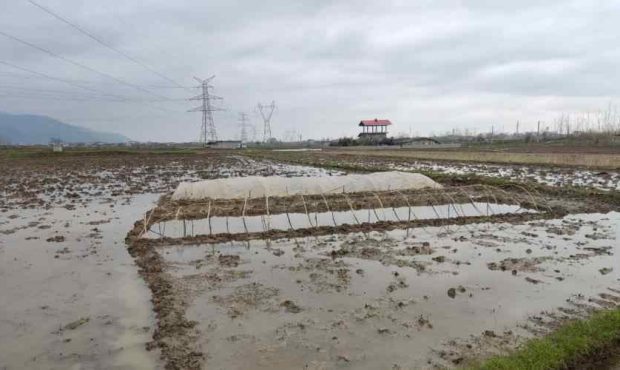 اولین خزانه‌گیری برنج در بخش مرکزی شهرستان رودسر آغاز شد