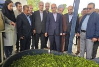 برداشت چای در گیلان به ۱۳۵ هزار تن می‌رسد