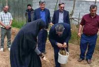 آغاز کشت نیشکر (سیاه شکر) در صومعه‌سرا