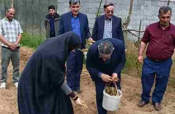 آغاز کشت نیشکر (سیاه شکر) در صومعه‌سرا