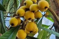 ۱۰ خواص باورنکردنی میوه(انبوه گیلان) ازگیل ژاپنی یا لوکوآت