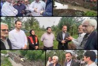 نجات ۱۰۰۰ هکتار از شالیزارهای «کیسم در آستانه اشرفیه